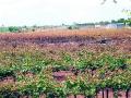 ‘ते’ सावरलेले नाहीत - Marathi News | 'They' have not changed | Latest nashik News at Lokmat.com