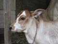 वासराला वाचविताना गाईने गमावला जीव - Marathi News |  The cow lost its life while saving the calf | Latest nashik News at Lokmat.com