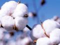 बाजारात रूईचे दर वाढताहेत; कापसाचे नाही - Marathi News | The market is rising for processed cotton; Not for raw cotton | Latest vardha News at Lokmat.com