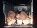 सागवानाच्या लाकडाने भरलेला मिनीट्रक भंडारा जिल्ह्यात पकडला - Marathi News | Teak wood filled truck caught in Bhandara district | Latest bhandara News at Lokmat.com