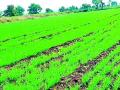 पुसदमध्ये अकरा हजार हेक्टरवर रबीची पेरणी - Marathi News | Rabi sowing on eleven thousand hectares in Pusad | Latest yavatmal News at Lokmat.com