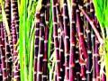 हजारो हेक्टरातील ऊस अद्यापही उभा - Marathi News | Sugarcane is still standing in thousands of hectares | Latest yavatmal News at Lokmat.com
