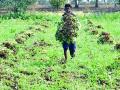 आता शेतकऱ्यांच्या हाती भूईमुगाचे टरफलच - Marathi News | Now the farmer's ground floor is in the hands of farmers | Latest yavatmal News at Lokmat.com