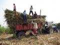 पश्चिम महाराष्ट्रातील साखर कारखाने विदर्भातील उसावर - Marathi News | Sugar factories in western Maharashtra on sugarcane in Vidarbha | Latest yavatmal News at Lokmat.com