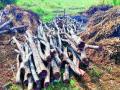 मालेगाव जंगलातील ‘खैर’ तस्कर टोळीचा छडा - Marathi News | 'Khaar' trauma gang in Malegaon forest | Latest nashik News at Lokmat.com