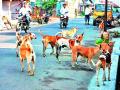 सभागृहात गाजला मोकाट श्वानांचा प्रश्न - Marathi News |  In the hall, the question of dead dogs | Latest nashik News at Lokmat.com