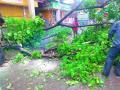 पंचवटी भागात वृक्ष कोसळला - Marathi News |  The tree fell in the panchavati area | Latest nashik News at Lokmat.com