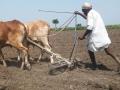 नागपूर जिल्ह्यात पहिल्या टप्प्यात ३०,२१० शेतकऱ्यांना मदत - Marathi News | Assistance to farmers in first phase in Nagpur district | Latest nagpur News at Lokmat.com