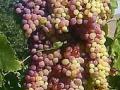 जळगाव नेऊर परिसरात द्राक्ष बागायतदार संकटात - Marathi News | Grape growers in crisis in Jalgaon Neur area | Latest nashik News at Lokmat.com