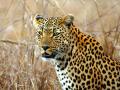 नागपुरातील अंबाझरी उद्यानात बिबट्याचे पगमार्क आढळले - Marathi News | Leopard's pugmarks were found in Ambazari Park in Nagpur | Latest nagpur News at Lokmat.com