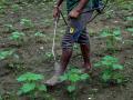 शेतकऱ्यांनो बोगस खतापासून सावधान; सेंद्रीयच्या नावाने बनवाबनवी - Marathi News | Farmers may careful of bogus fertilizers; fraud by organic name | Latest yavatmal News at Lokmat.com