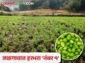जळगावात हरभरा 'नंबर वन', क्विंटलमागे मिळतोय एवढा भाव - Marathi News | Gram is 'number one' in Jalgaon, the price is getting per quintal | Latest agriculture News at Lokmat.com