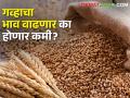 यंदा गहू शेतकऱ्यांना मालामाल करणार का? बाजारपेठेत असे आहे सध्या मागणी अन् भावाचं गणित.. - Marathi News | This year, wheat will bring wealth to the farmers? This is the math of demand and price in the market. | Latest agriculture News at Lokmat.com