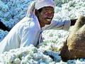 पणनच्या केंद्रांना कापसाची प्रतीक्षा - Marathi News | Waiting for cotton for the marketing centers | Latest amravati News at Lokmat.com