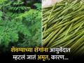 नेहमी निरोगी राहण्याचा खजिना आहे शेवग्याच्या शेंगा, आयुर्वेदात म्हटलं जातं अमृत - Marathi News | Drumstick Benefits : Drumsticks are good for your health you should know | Latest health Photos at Lokmat.com