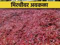 सुकवण्यासाठी ठेवलेली ३० हजार क्विंटल मिरची 'पाण्यात! - Marathi News | laid out to dry | Latest agriculture News at Lokmat.com