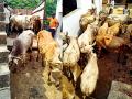कत्तलखान्यात जाणाºया ९० बैलांची सुटका - Marathi News |  Release of 90 bullocks in slaughter house | Latest bhandara News at Lokmat.com