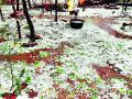 दुसऱ्या दिवशीही गारपिटीचा तडाखा - Marathi News | The next day, the hailstorm hit | Latest bhandara News at Lokmat.com