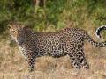 बिबट्याचा हल्ल्यात वासरू ठार - Marathi News | The calf was killed in a leopard attack | Latest nashik News at Lokmat.com