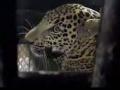 जलालपूरला बिबट्या जेरबंद - Marathi News | Leopards seized at Jalalpur | Latest nashik News at Lokmat.com