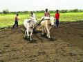 बुलडाणा  जिल्ह्यात ५२७ शेतकऱ्यांवर दुबार पेरणीचे संकट! - Marathi News | Crisis of double sowing on 527 farmers in Buldana district! | Latest buldhana News at Lokmat.com