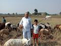 कांदा पिकात सोडल्या मेंढ्या ! - Marathi News |  Goats left in the onion crop | Latest nashik News at Lokmat.com