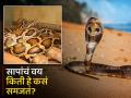 सापांचं वय किती हे कसं समजतं? एक्सपर्टनी सांगितली पद्धत... - Marathi News | How to know the age of species of snake | Latest jarahatke News at Lokmat.com