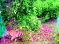 ‘त्या’ रस्त्यावर दिवसाढवळ्या नेहमीच होते वाघाचे दर्शन - Marathi News | Tigers were always seen on 'that' road during the day | Latest chandrapur News at Lokmat.com