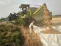 एकलहरे परिसरात गहू सोंगणीला वेग - Marathi News | nsk,wheat,gown,in,eklavhar,area | Latest nashik News at Lokmat.com