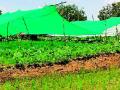मॅटच्या आच्छादनात फुलले भाजीपाल्याचे पीक - Marathi News | Flower vegetable crop in matte cover | Latest gadchiroli News at Lokmat.com
