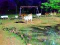 एटापल्लीचे वनोद्यान बनले कुरण - Marathi News | The pasture becomes Etapalli's forestry | Latest gadchiroli News at Lokmat.com