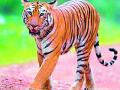 जिल्ह्यात वाढली वाघांची दहशत - Marathi News | Increased tiger terror in district | Latest gadchiroli News at Lokmat.com