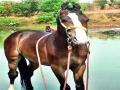 विजेच्या धक्क्याने घोड्याचा मृत्यू - Marathi News | Horse Due to Electric Shock | Latest nashik News at Lokmat.com