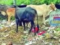 शहराला लागलेला घाणीचा विळखा सुटेना - Marathi News | Detention of the dump of the city | Latest gondia News at Lokmat.com
