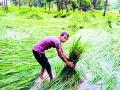 पाच महसूल मंडळात अतिवृष्टी - Marathi News | Rainfall in five revenue boards | Latest gondia News at Lokmat.com