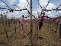 जळगाव नेऊर परिसरात द्राक्ष बागायतदार संकटात - Marathi News | Grape growers in crisis in Jalgaon Neur area | Latest nashik News at Lokmat.com
