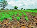पावसाच्या उघडिपीमुळे खरिपाची पिके धोक्यात - Marathi News | Rainy season threatens crop crops | Latest nashik News at Lokmat.com