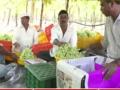 परप्रांतीय व्यापाऱ्यांचे आगमन झाल्याने द्राक्ष हंगाम सुरु - Marathi News | Grape season begins with the arrival of foreign traders | Latest nashik News at Lokmat.com