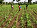 मक्याच्या पोंग्याला बाटलीतून औषध - Marathi News | Drug from corn bottle to bottle | Latest nashik News at Lokmat.com
