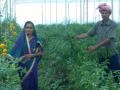 सातपुड्यात सेंद्रिय शेतीचा अवलंब - Marathi News | The adoption of organic farming in Satpuda | Latest nandurbar News at Lokmat.com