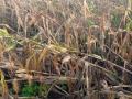 जिल्ह्यात पावणेआठ कोटींचे नुकसान - Marathi News | Loss of Rs | Latest nandurbar News at Lokmat.com