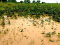 शेतात पाणी साठले अन् नयनी अश्रू दाटले - Marathi News | There were tears in the fields | Latest nandurbar News at Lokmat.com