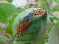 तळोद्यात ‘रेड कॉटन बग’चा प्रादुर्भाव - Marathi News | Red cotton bug infestation at the bottom | Latest nandurbar News at Lokmat.com