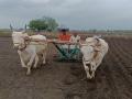 शेतकरी लागला पेरणीच्या कामाला; पावसाची प्रतीक्षा संपली - Marathi News | The farmer started sowing; The wait for rain is over | Latest nagpur News at Lokmat.com