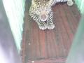 तामसवाडी येथे बिबट्या जेरबंद - Marathi News |  Leopard confiscated at Tamaswadi | Latest nashik News at Lokmat.com
