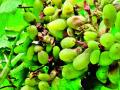 उकड्यामुळे द्राक्षबागा पुन्हा संकटात - Marathi News | The vineyard is in danger again due to boiling | Latest nashik News at Lokmat.com