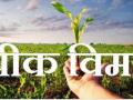 यावर्षी पिक विम्यासाठी शेतकऱ्यांचा प्रतिसाद - Marathi News | Farmers' response to crop insurance this year | Latest nashik News at Lokmat.com
