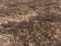 पातोंडा येथील शेतकऱ्याचे दादर पीक जळून खाक - Marathi News | Farmer's Dadar crop burnt in Patonda | Latest jalgaon News at Lokmat.com