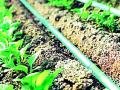 ठिबक सिंचनाचे दोन कोटी अखर्चित - Marathi News | Two million newspapers of drip irrigation | Latest vardha News at Lokmat.com