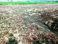 कालव्याचे पाणी शेतात शिरले - Marathi News | The canal water enters the field | Latest vardha News at Lokmat.com